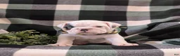 English Bulldog dogs for sale: Talbot - Ad 2