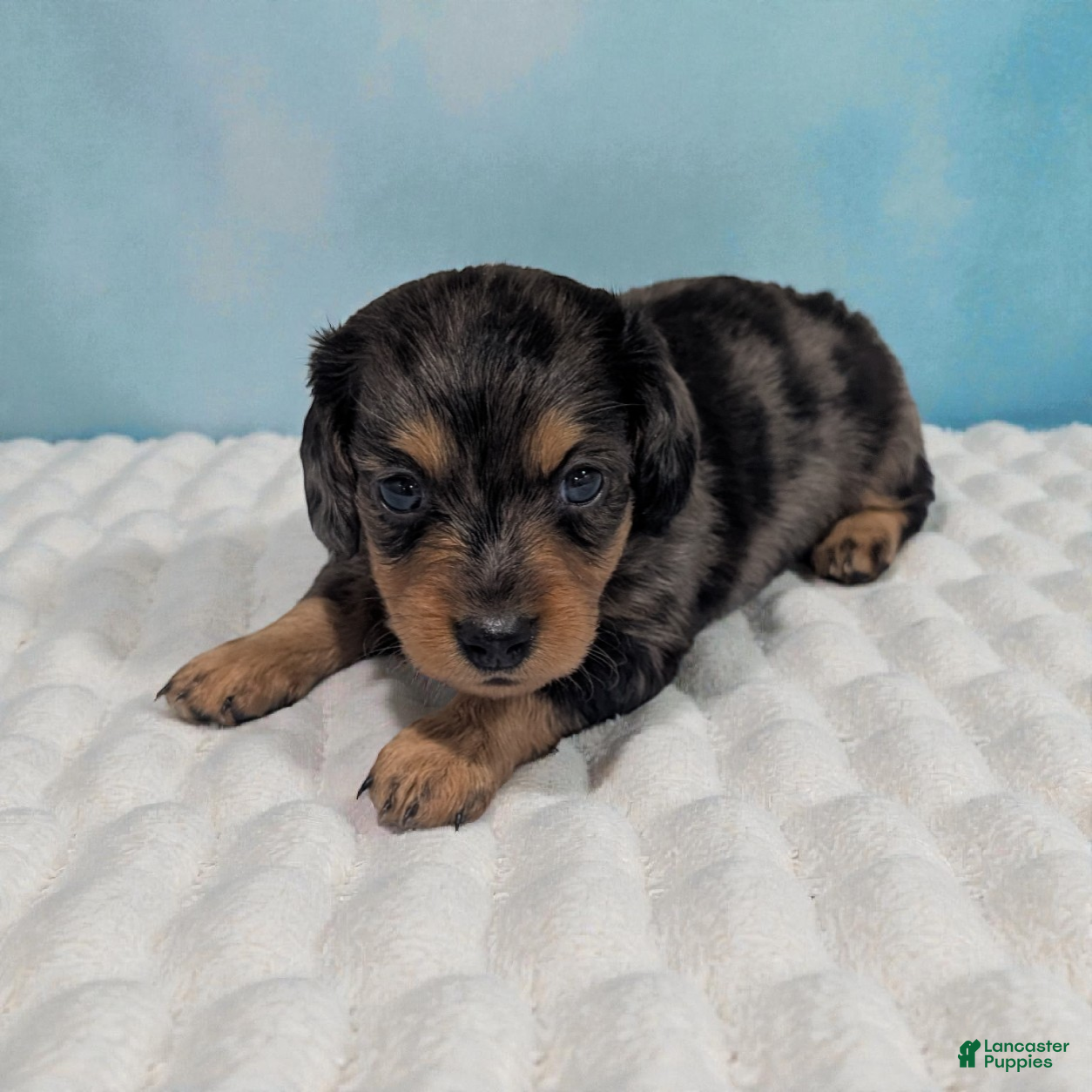 Miniature Dachshund dogs Peanut - Ad 1