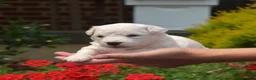 Bichon Frise dogs for sale: Snowball - Ad 4