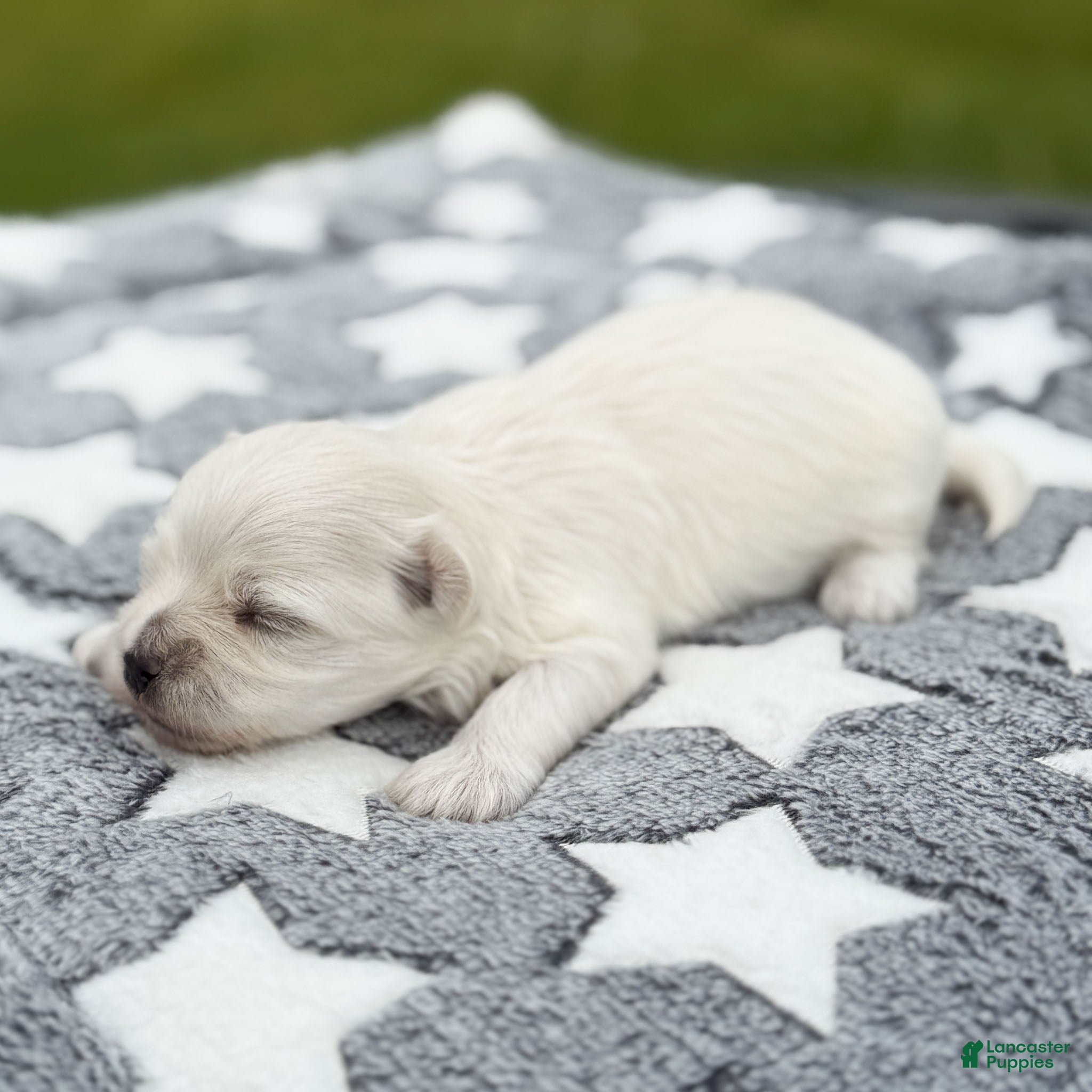 Maltese dogs Jefferson Maltese Puppy - Ad 2