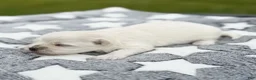 Maltese dogs for sale: Jefferson Maltese Puppy - Ad 2