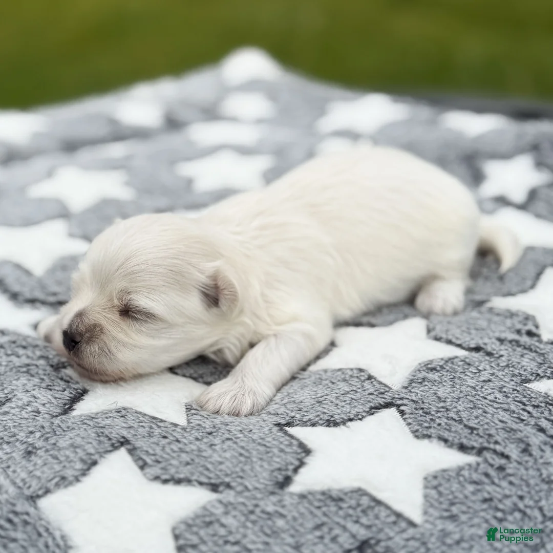 Maltese dogs for sale: Jefferson Maltese Puppy - Ad 2
