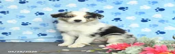 Miniature Australian Shepherd dogs for sale: Freddie - Ad 2