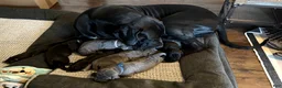 Great Dane dogs for sale: Yellow Great Dane Girl 2 - Ad 8