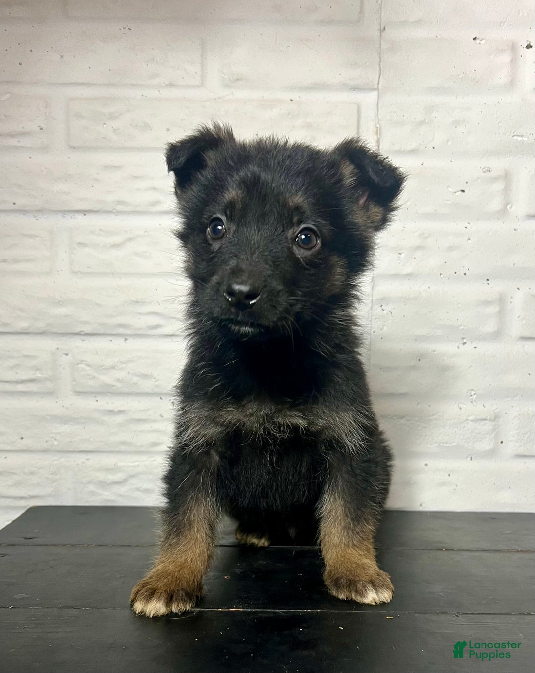 German Shepherd dogs for sale: Denali - Ad 2