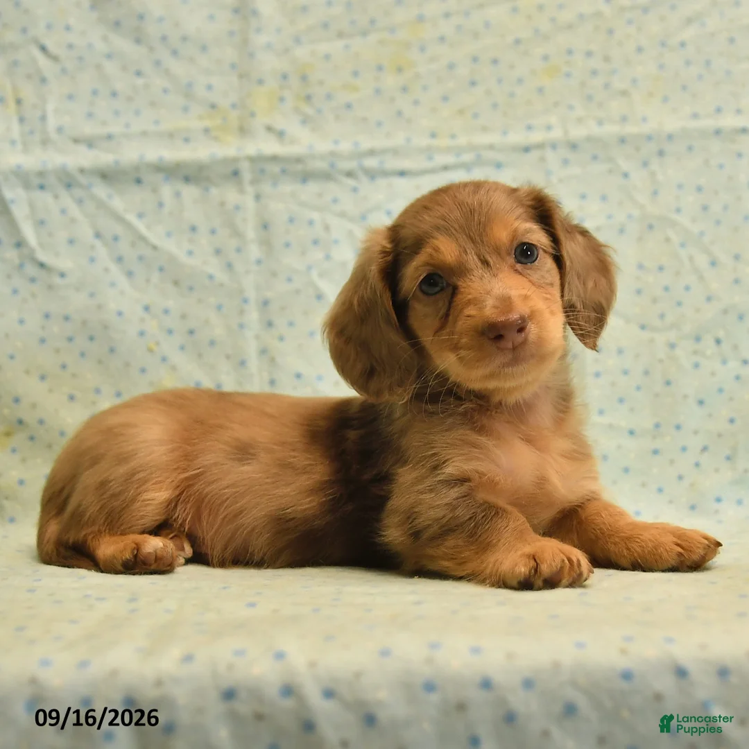 Dachshund dogs for sale: Spotty - Ad 5