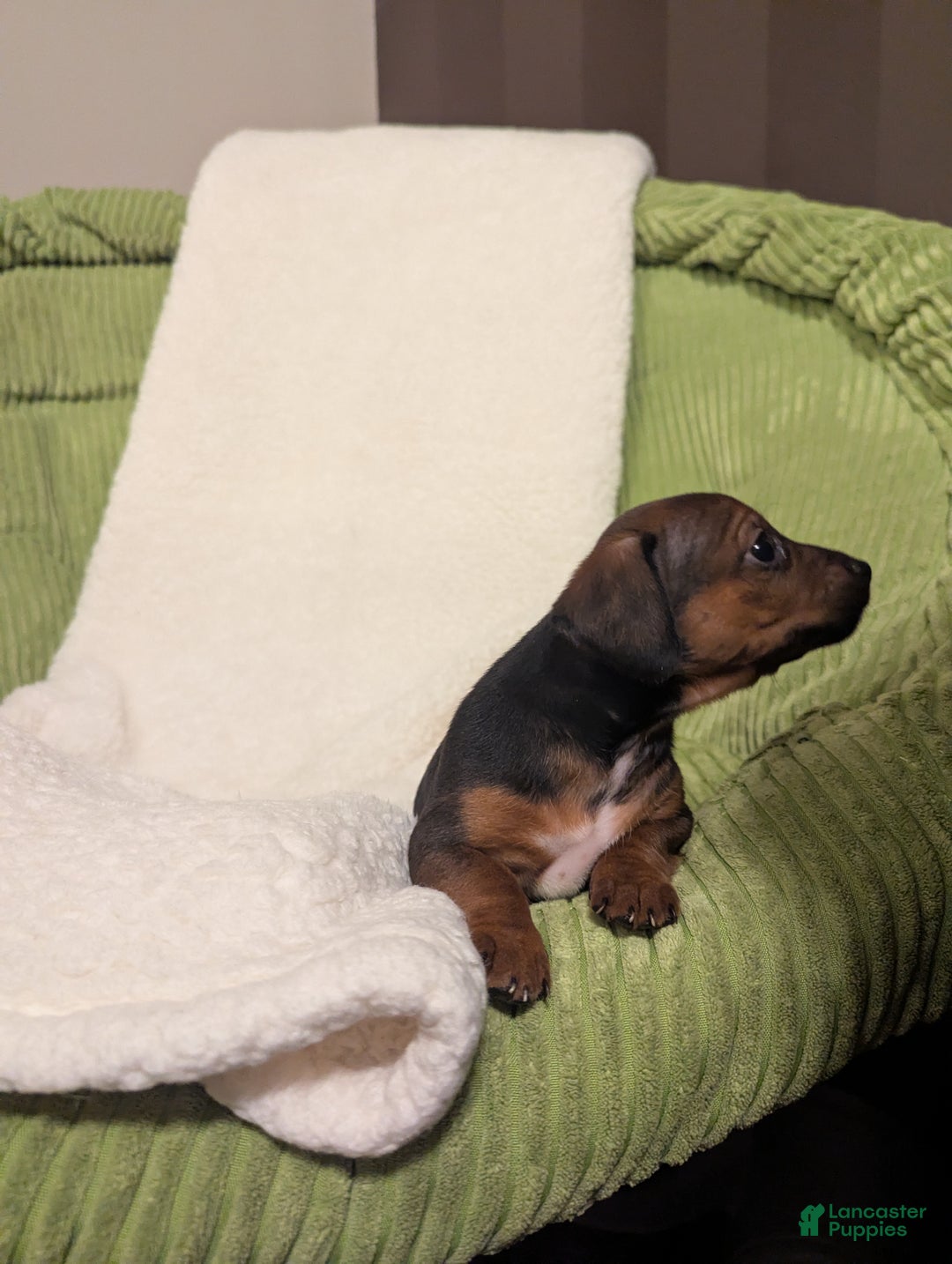 Mixed Breed dogs for sale: Pansie - Ad 4