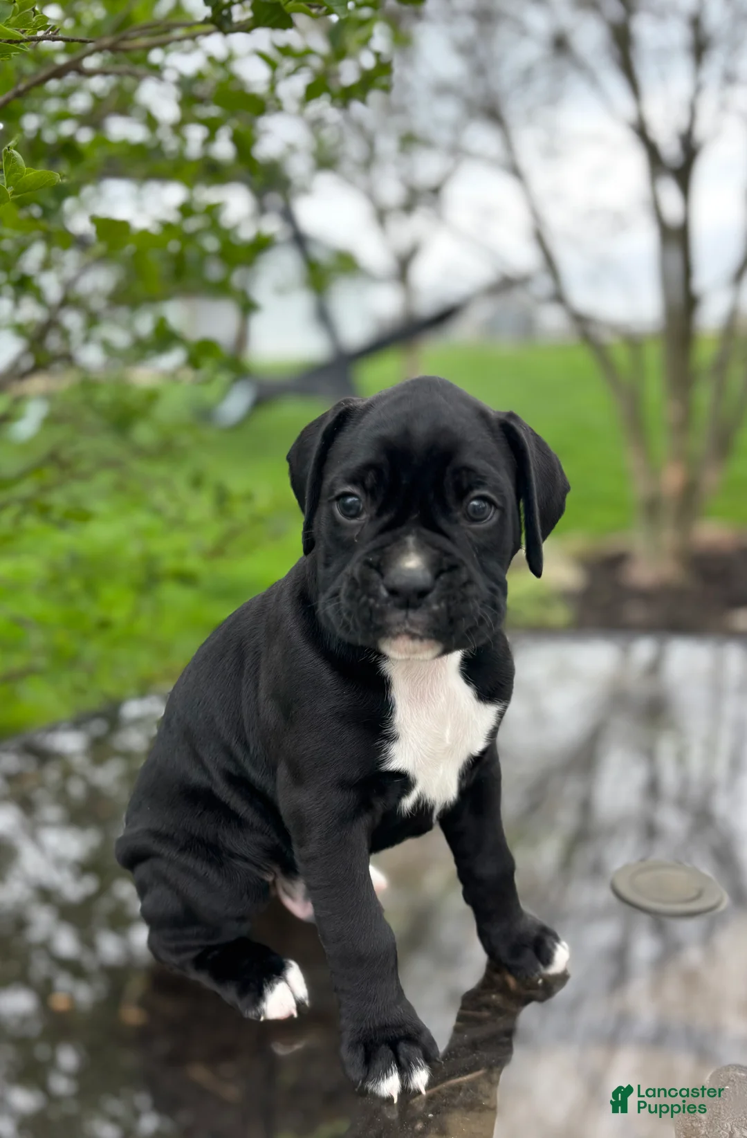 Boxer dogs for sale: Hosea - Ad 1
