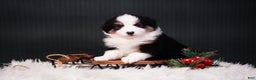 Miniature Australian Shepherd dogs for sale: Domino - Ad 1