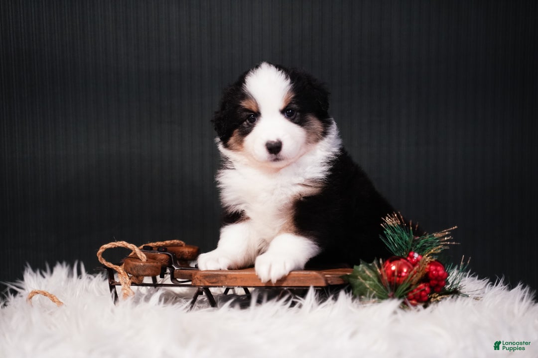 Miniature Australian Shepherd dogs for sale: Domino - Ad 1
