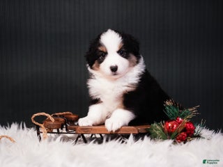 Miniature Australian Shepherd dogs Domino - Ad 8