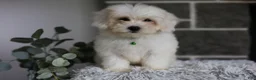 Maltipoo dogs for sale: Frankie - Ad 8