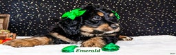 Bernedoodle dogs for sale: Emerald - Ad 2