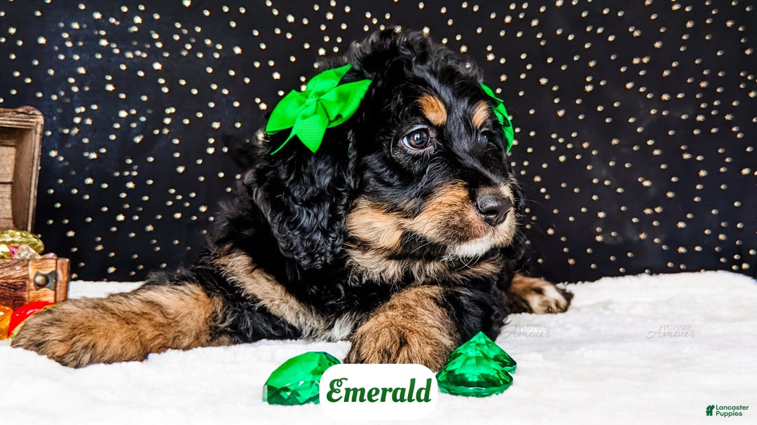 Bernedoodle dogs for sale: Emerald - Ad 2