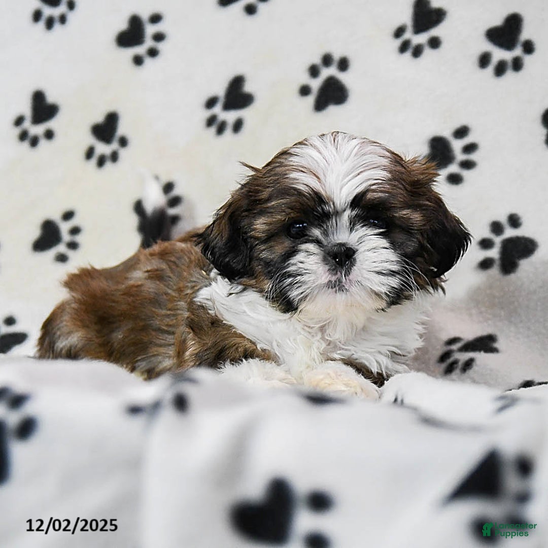 Shih Tzu dogs for sale: Opal - Ad 4