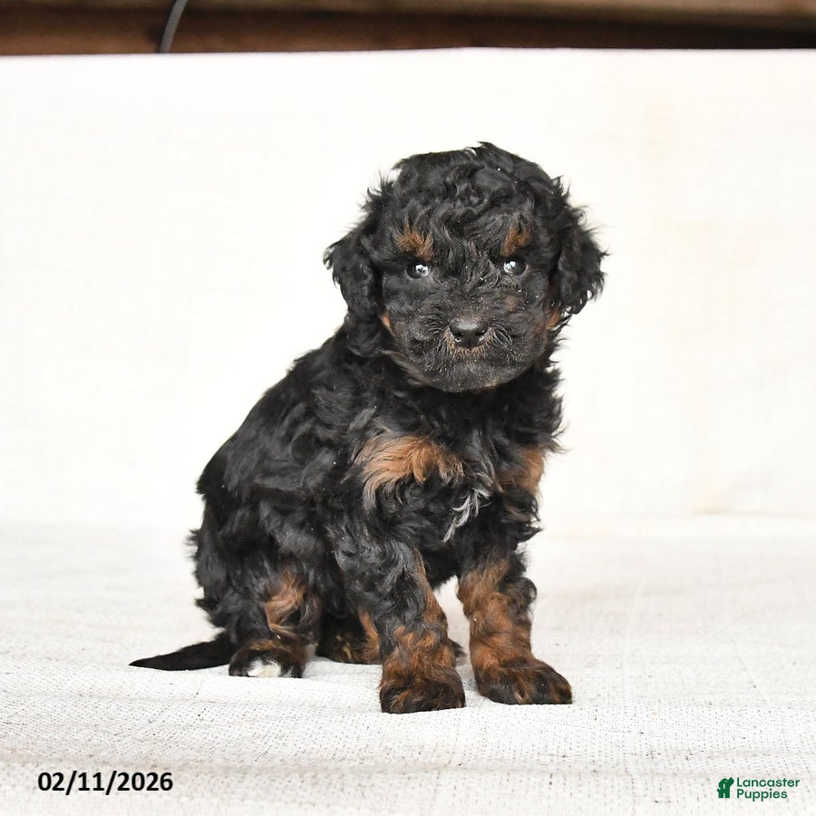 Mini Goldendoodle dogs Gracie - Ad 1