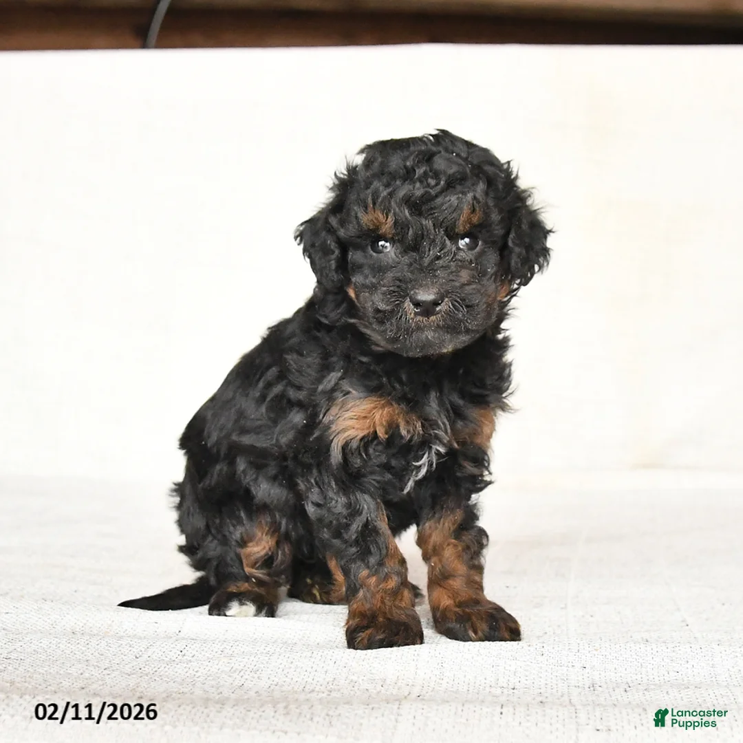 Mini Goldendoodle dogs for sale: Gracie - Ad 1