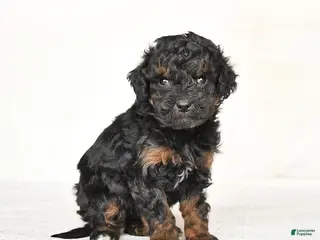 Mini Goldendoodle dogs Gracie - Ad 1