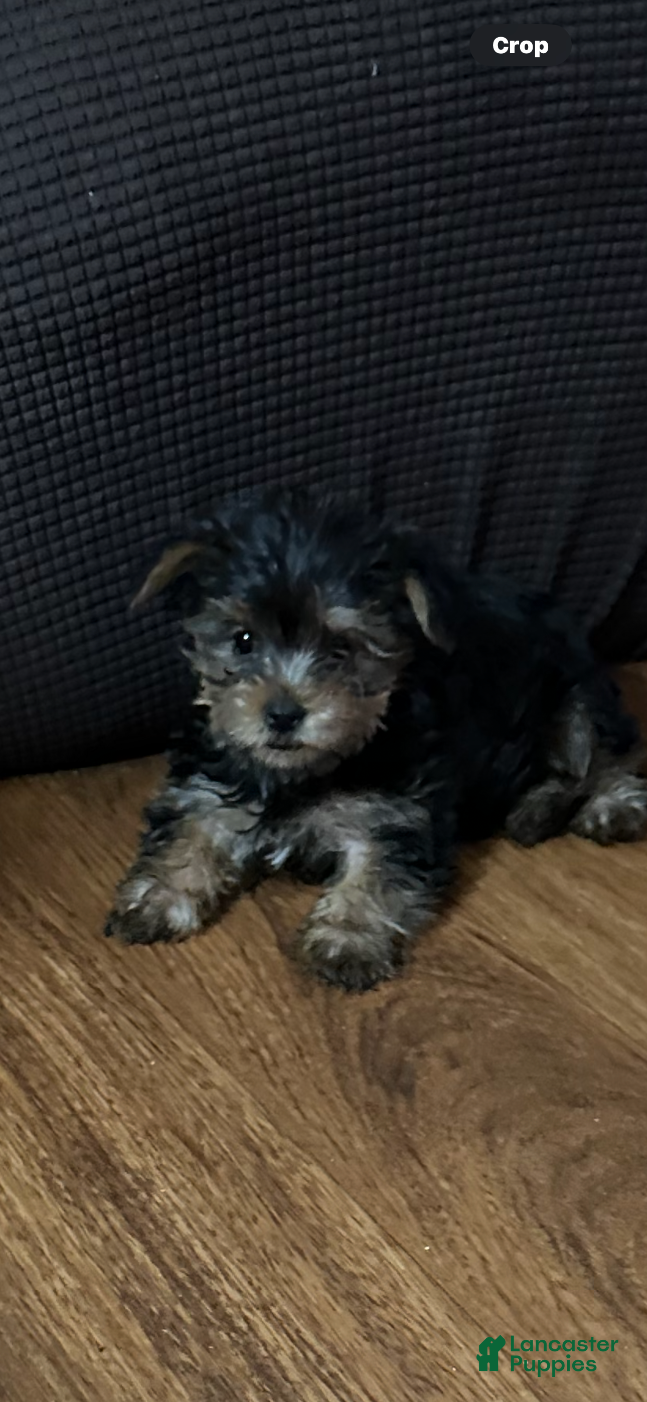 Yorkshire Terrier dogs Yorkshire Terrier Puppy female 2 - Ad 37