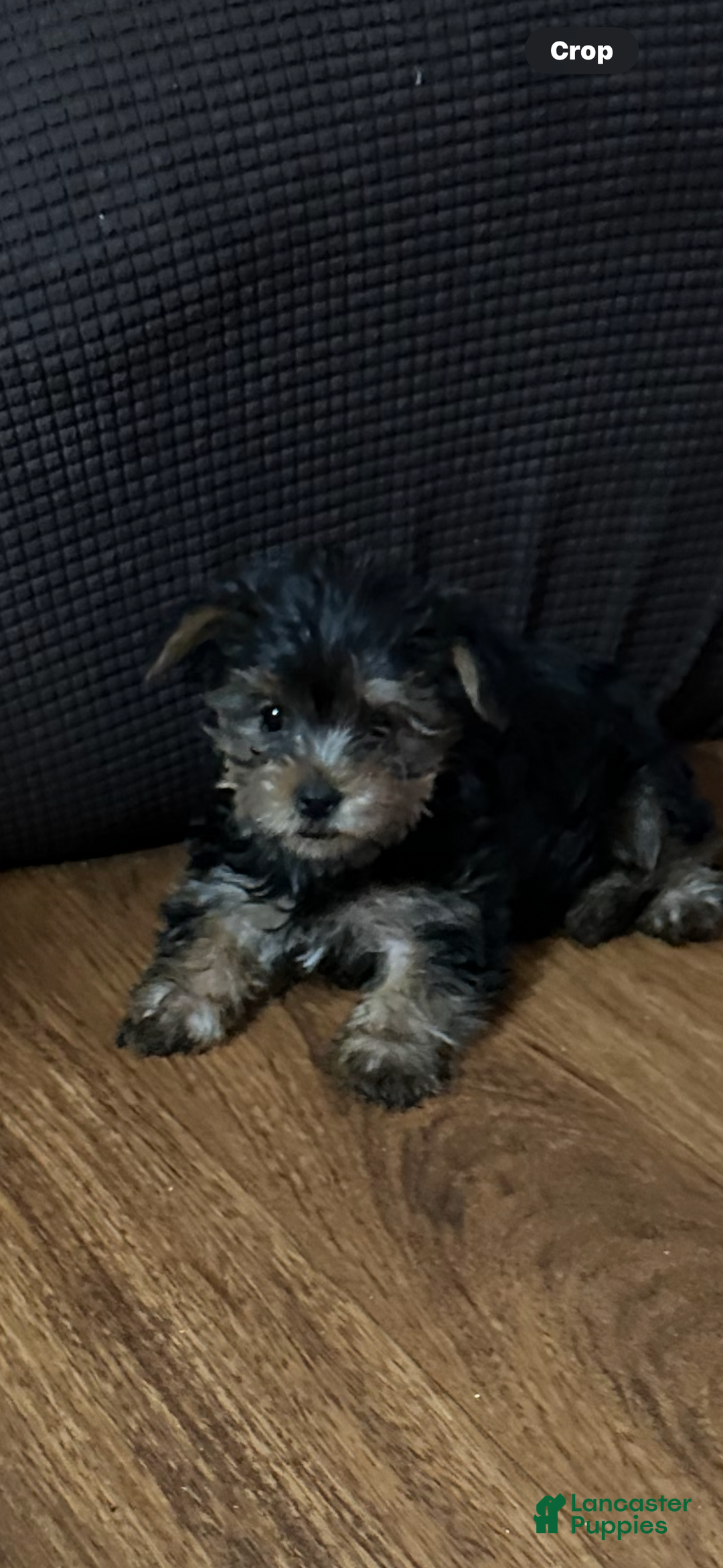 Yorkshire Terrier dogs for sale: Yorkshire Terrier Puppy female 2 - Ad 1