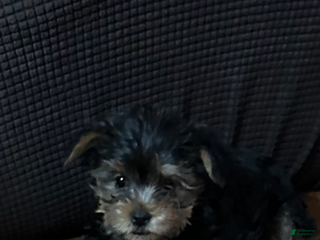 Yorkshire Terrier dogs Yorkshire Terrier Puppy female 2 - Ad 2
