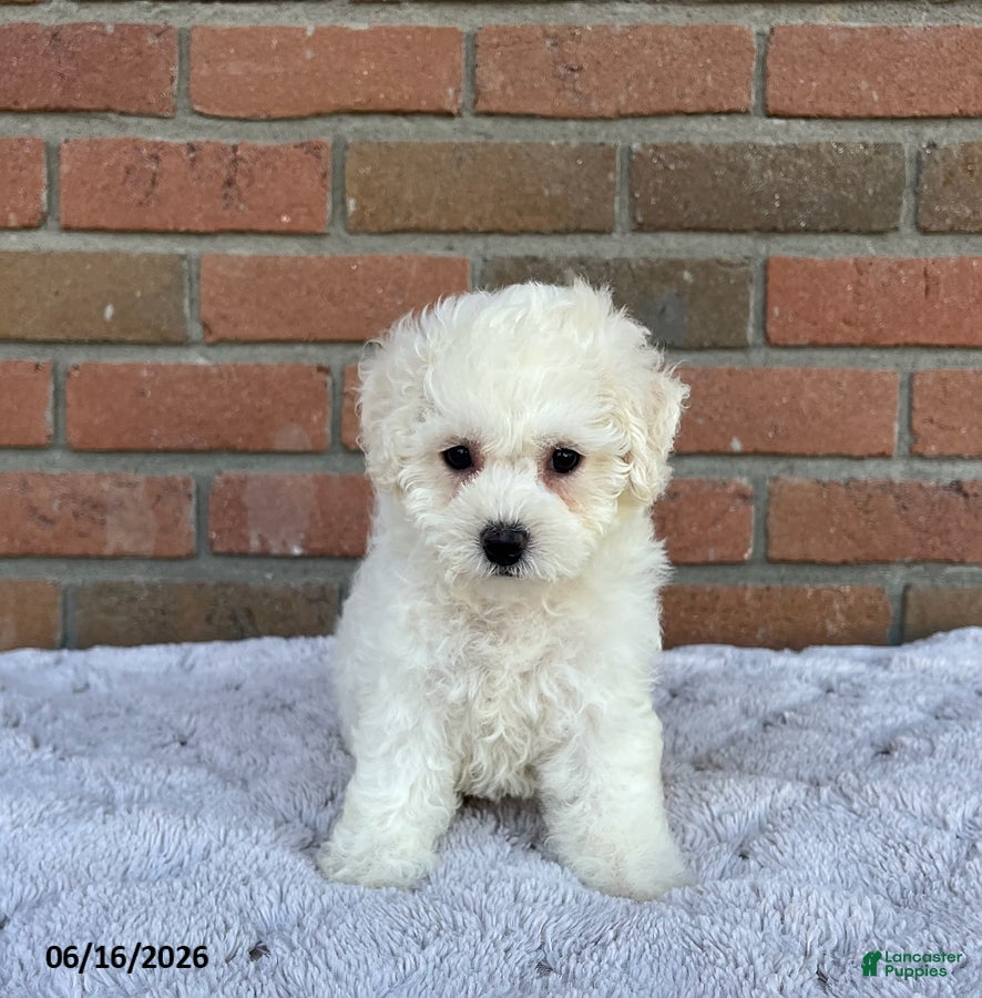 Bichon Frise dogs Mindy - Ad 2