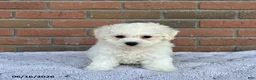 Bichon Frise dogs for sale: Mindy - Ad 2