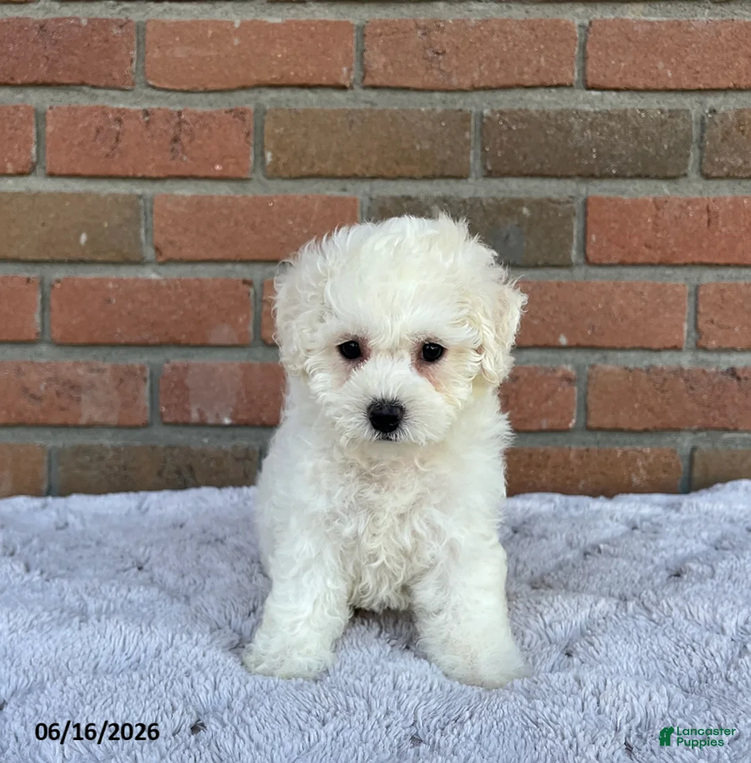 Bichon Frise dogs for sale: Mindy - Ad 2