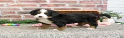 Bernese Mountain Dog dogs for sale: Cinderella - Ad 1