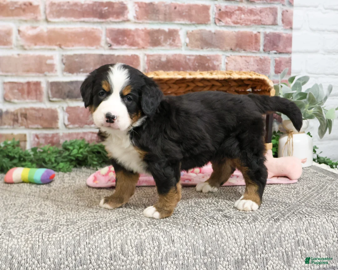 Bernese Mountain Dog dogs for sale: Cinderella - Ad 1