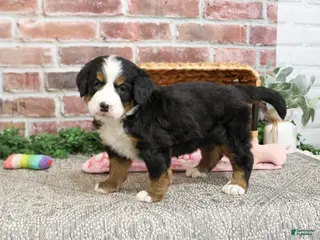 Bernese Mountain Dog dogs Cinderella - Ad 6