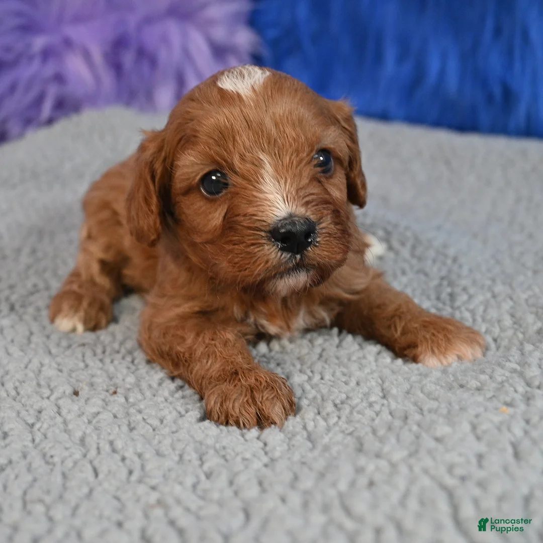 Cavapoo dogs for sale: Cavapoo 1 - Ad 2