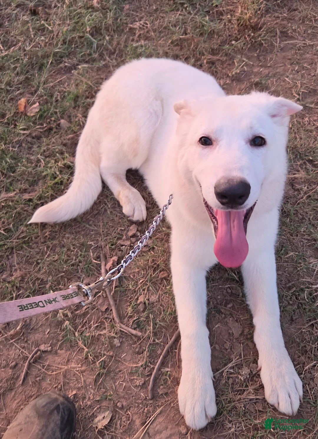 German Shepherd dogs for sale: German Shepherd 3 - Ad 1