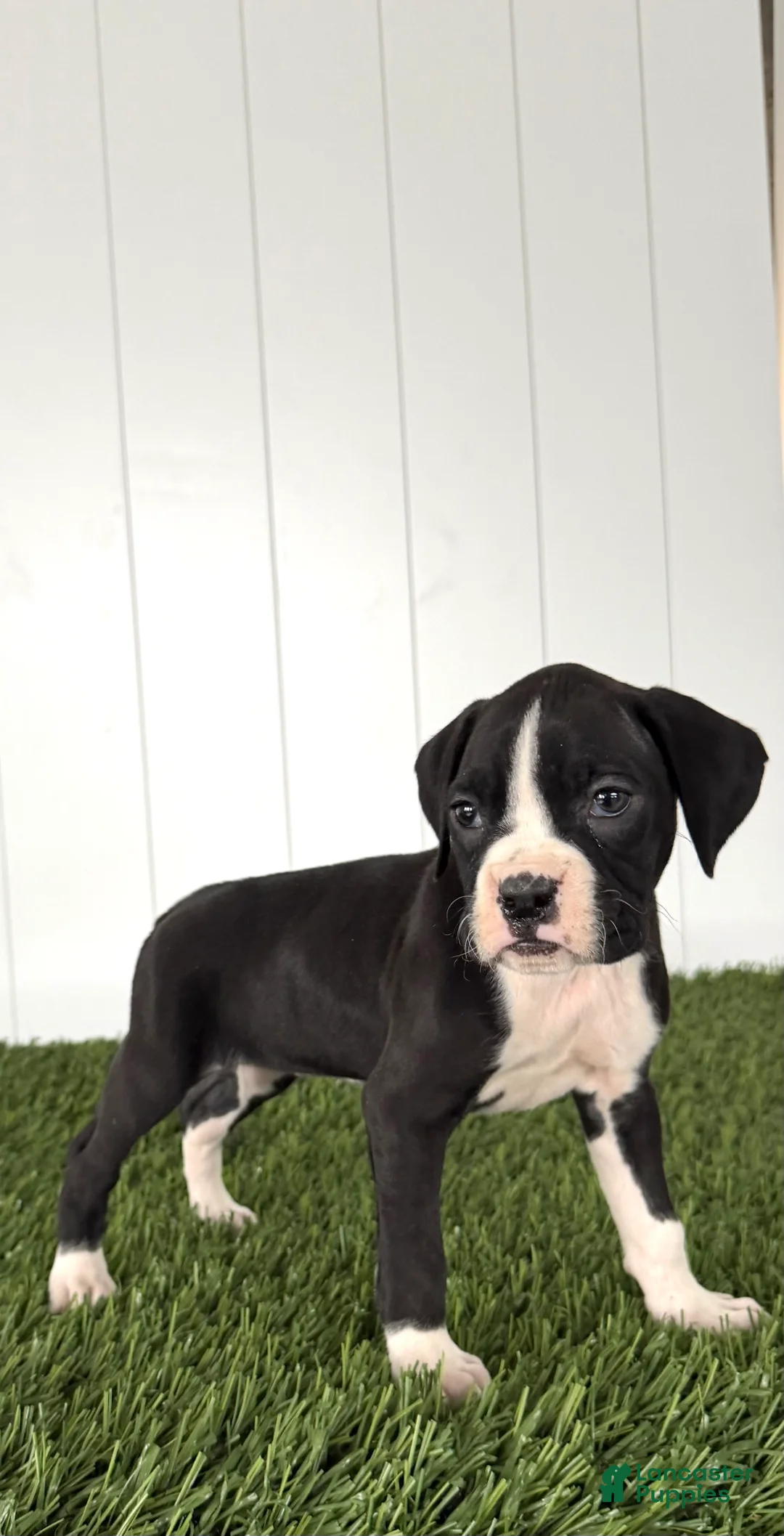 Boxer dogs for sale: Poppy - Ad 1