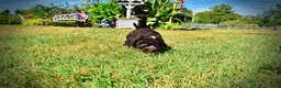 Havapoo dogs for sale: Jasper-LABOR DAY SALE-TAKE $100 OFF!!! - Ad 13