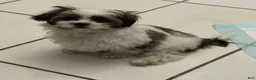Shih Tzu dogs for sale: Shih Tzu 1 - Ad 7