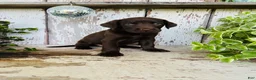 Labrador Retriever dogs for sale: Fiona  - Ad 6