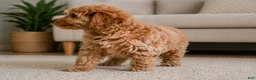 Cavapoo dogs for sale: Bella - Ad 4