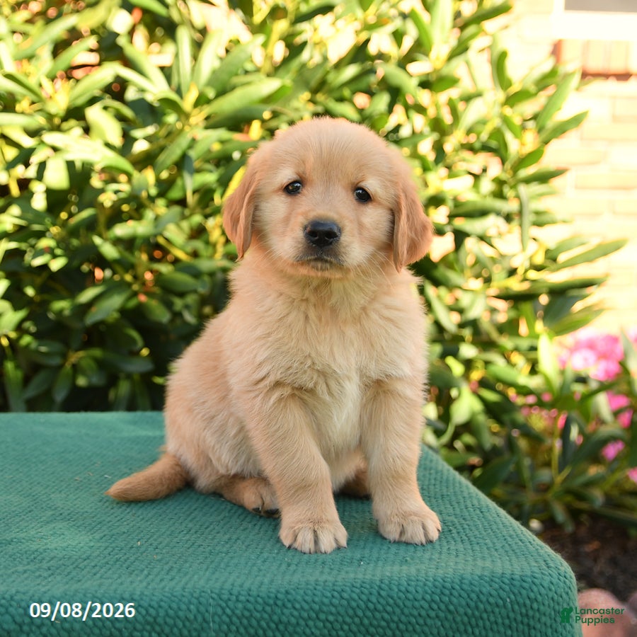 Golden Retriever dogs Noodles - Ad 2