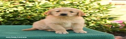 Golden Retriever dogs for sale: Noodles - Ad 2