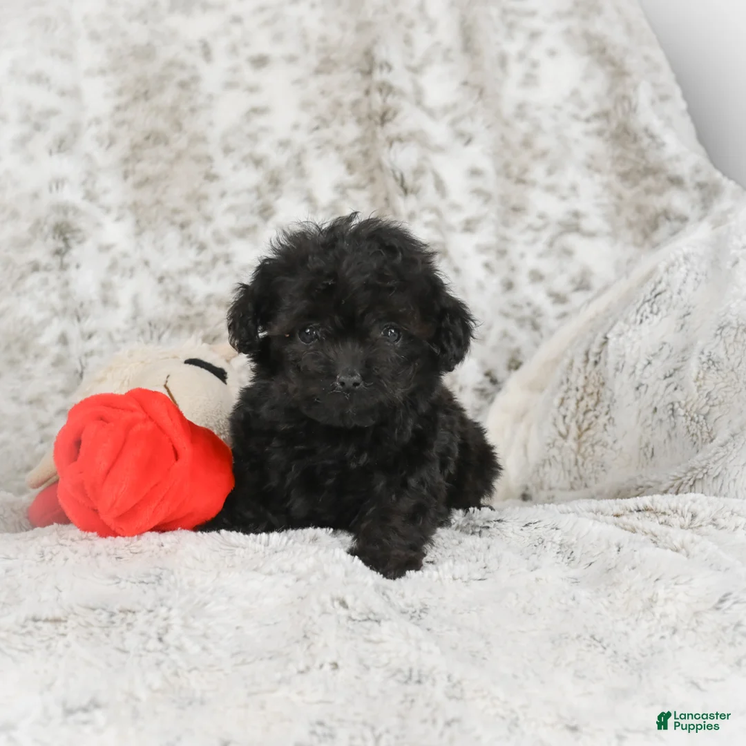 Cavapoo dogs for sale: Teddy - Ad 5