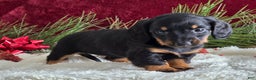 Miniature Dachshund dogs for sale: Kelly - Ad 6
