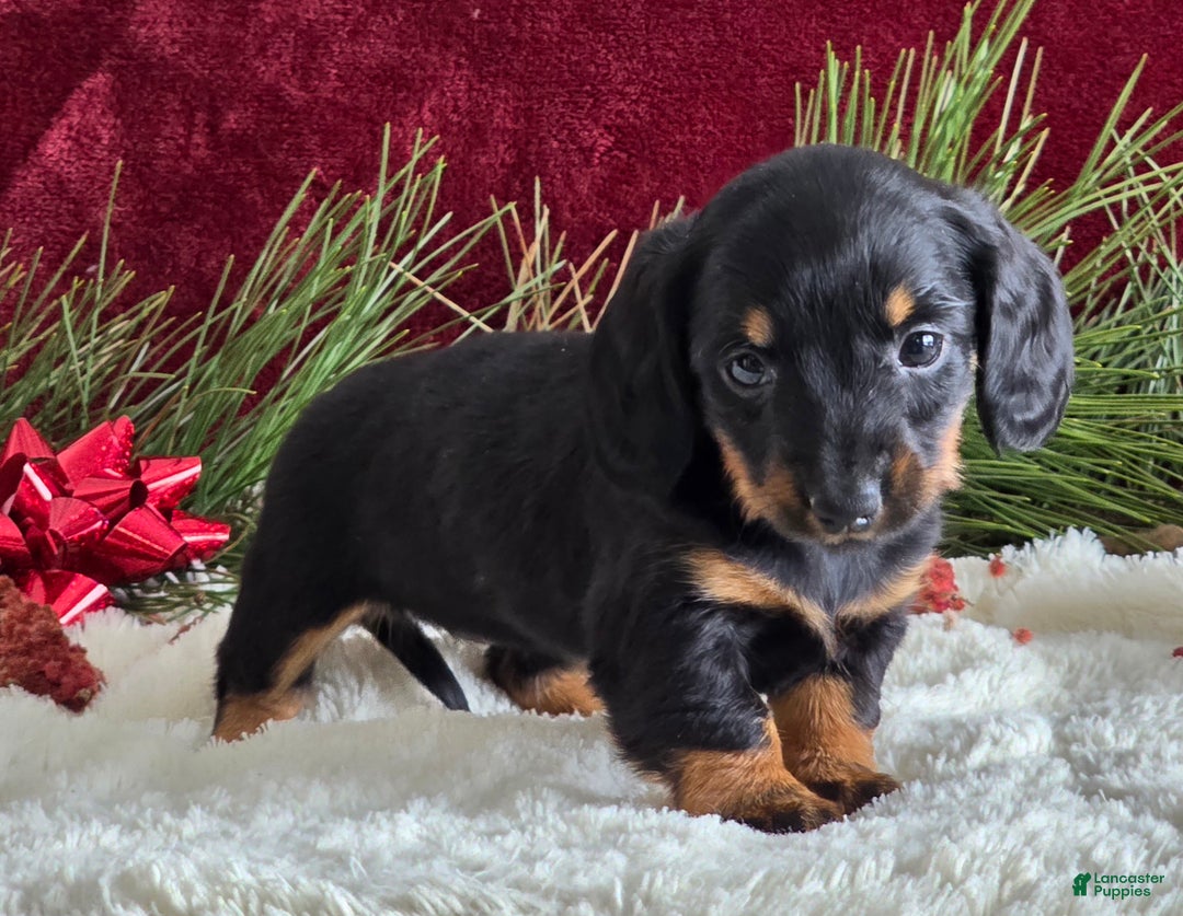 Miniature Dachshund dogs for sale: Kelly - Ad 6