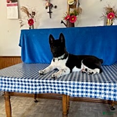 Akita dogs Sparkle - Ad 2