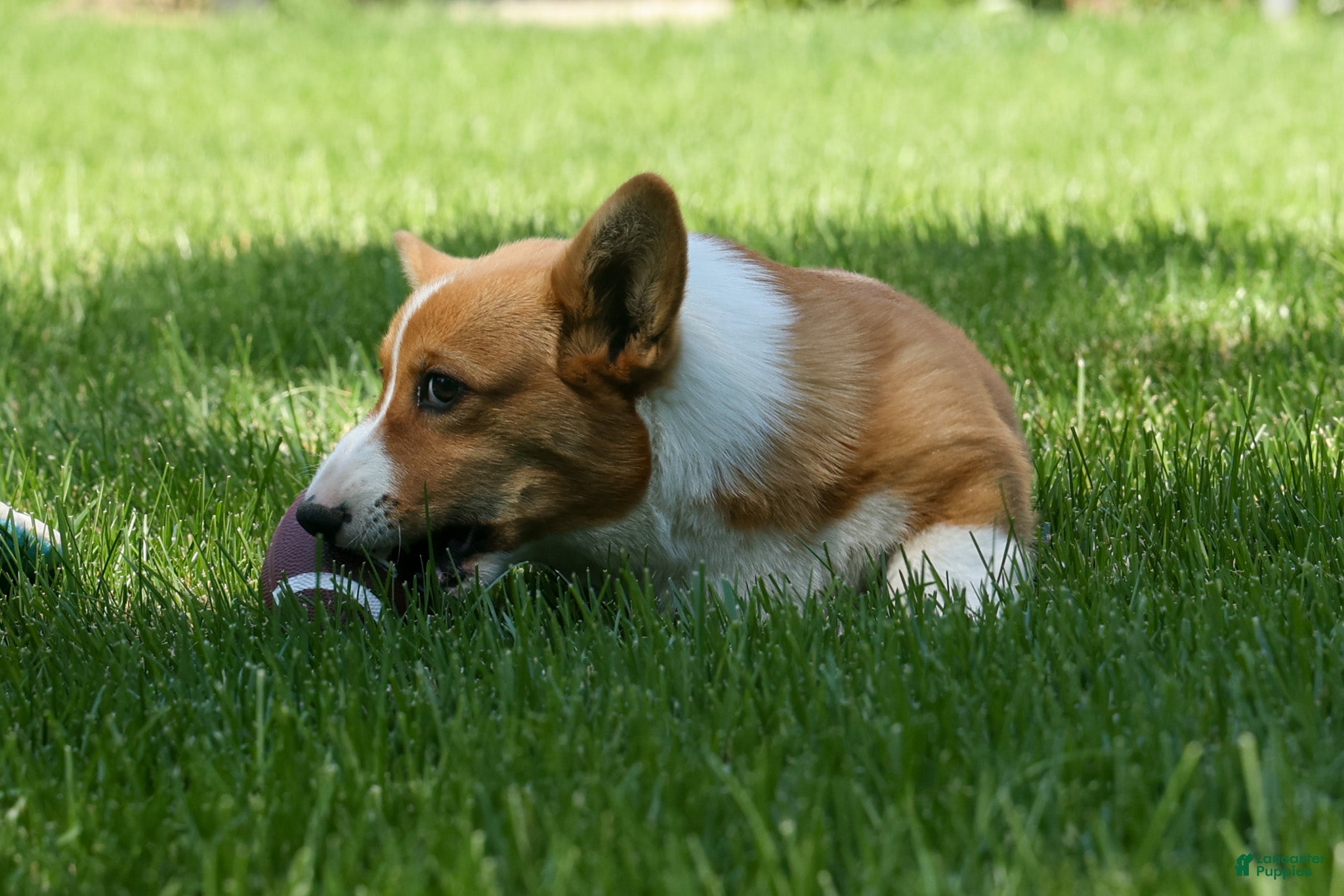 Welsh Corgi Pembroke dogs 🐾 MEET WREN 🐶❤️ - Ad 2