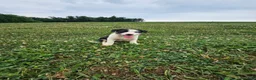 Border Collie dogs for sale: Julia  - Ad 4