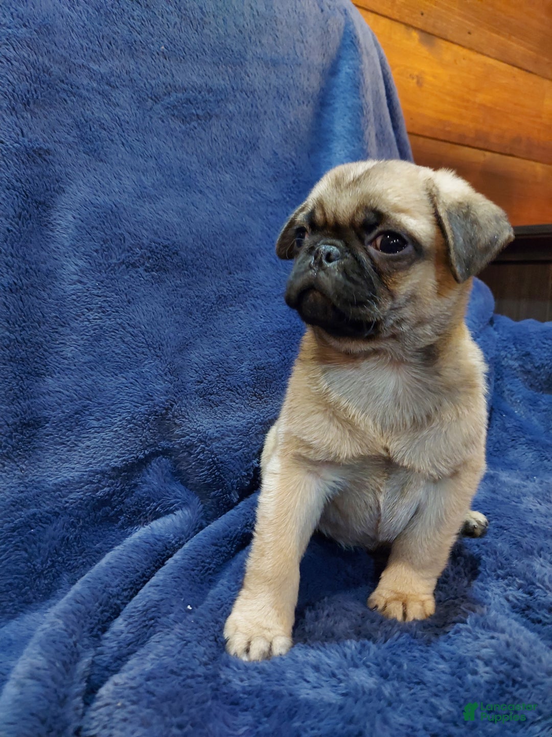 Pug dogs for sale: BILLY - Ad 4