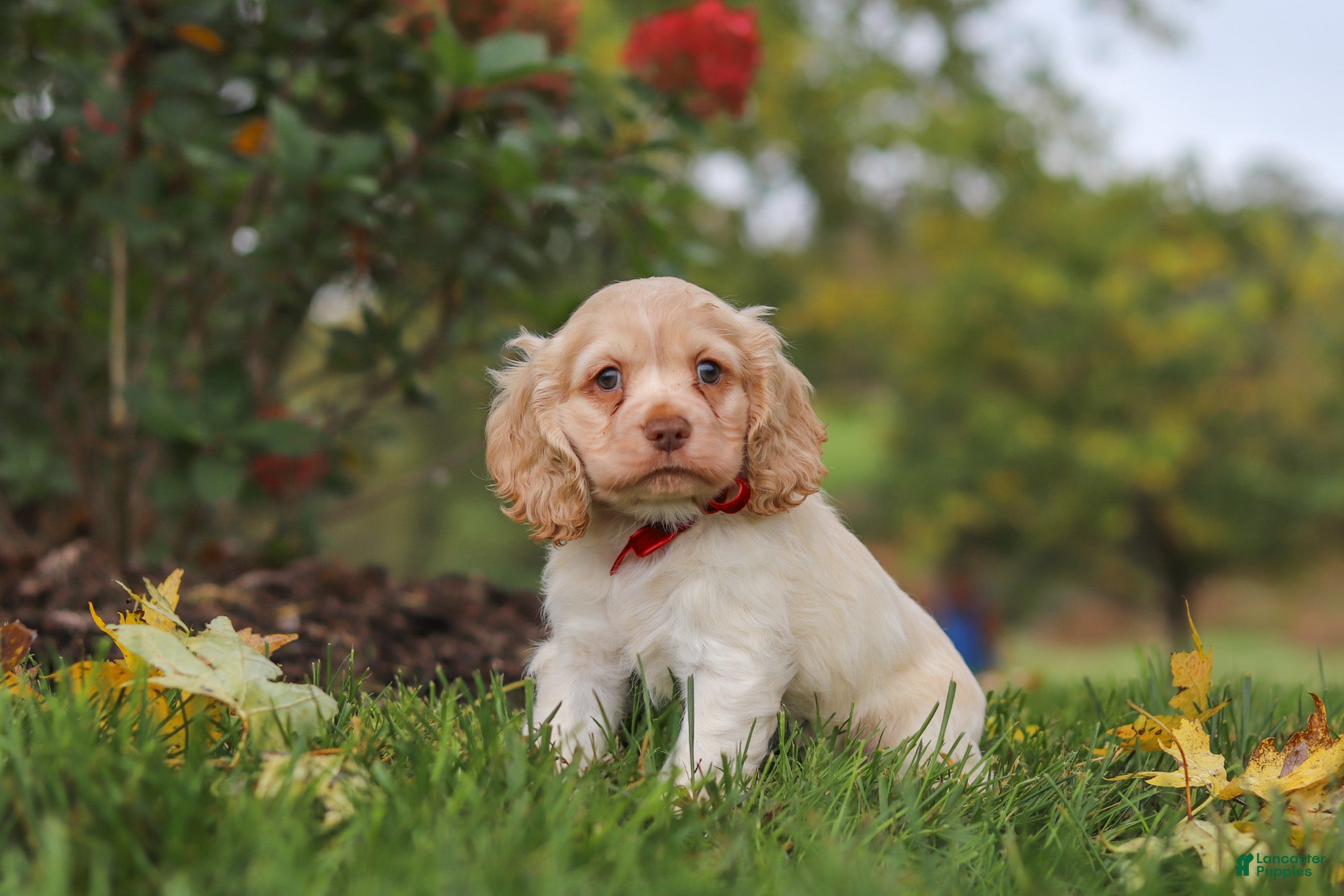 Cocker Spaniel dogs Acorn - Ad 1