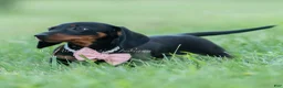 Miniature Dachshund dogs for sale: fifi - Ad 4