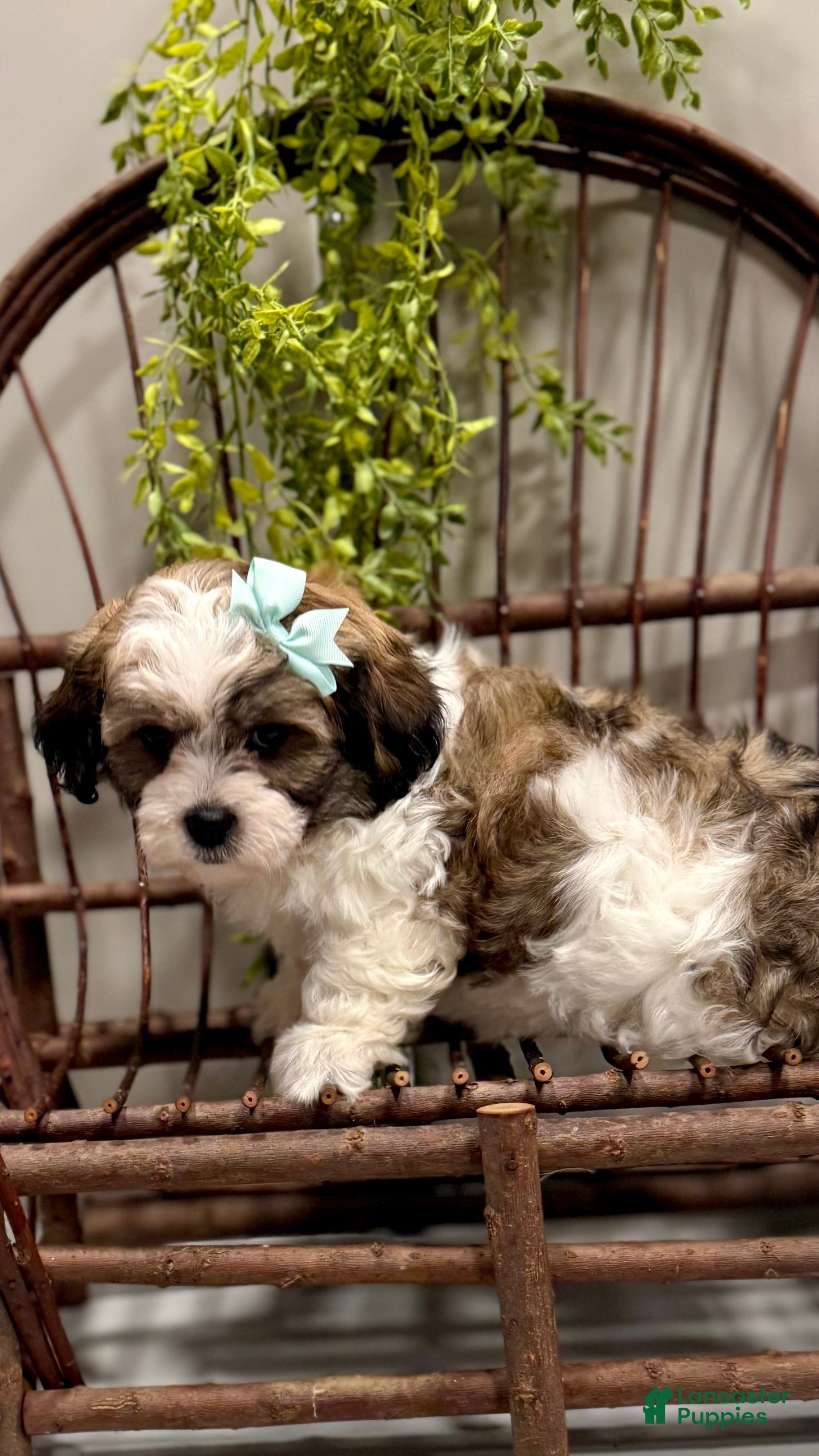 Teddy Bear dogs LANCE - Ad 2